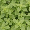 PLANTA ALBAHACA 4"