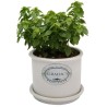 PLANTA ALBAHACA 4"