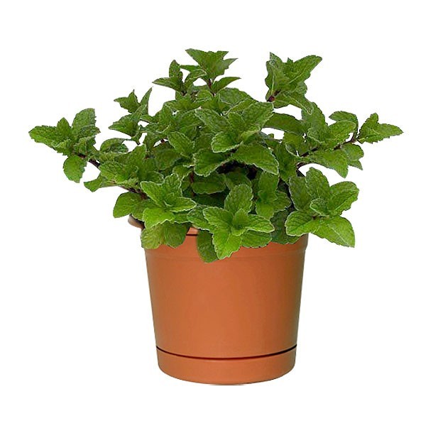 PLANTA MENTA 4"