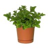 PLANTA MENTA 4"