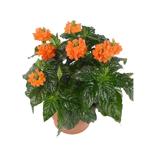 PLANTA CROSSANDRA 6"