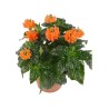 PLANTA CROSSANDRA 6"