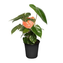 PLANTA ANTHURIO