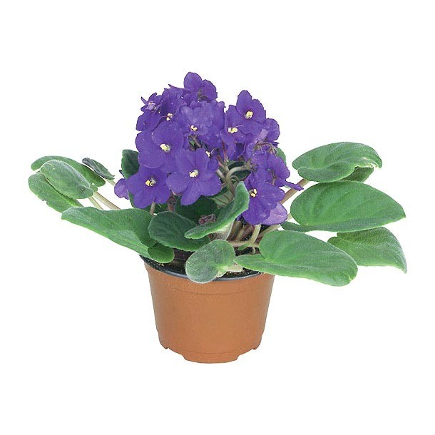 PLANTA VIOLETA 4"