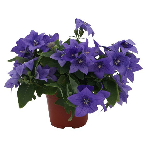 PLANTA PLATICODON 6"