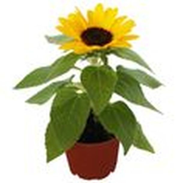 GIRASOL 3"