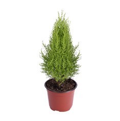 PLANTA CEDRO LIMÓN