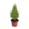 PLANTA CEDRO LIMÓN