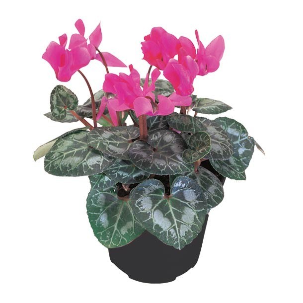 "PLANTA CYCLAMEN 6"