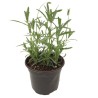 PLANTA LAVANDA 6"