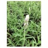 PLANTA LAVANDA 6"