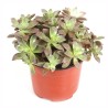 PLANTA SUCULENTA 4"