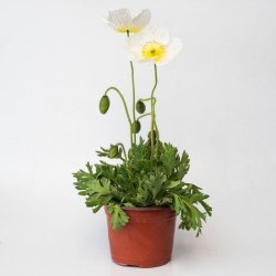 POLITA