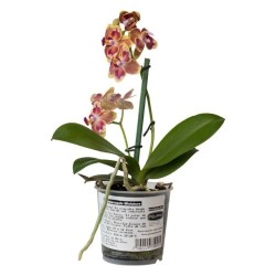 ORQUÍDEA MINI