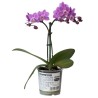 ORQUÍDEA MINI