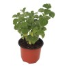 PLANTA VICK 4"