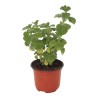 PLANTA VICK 4"