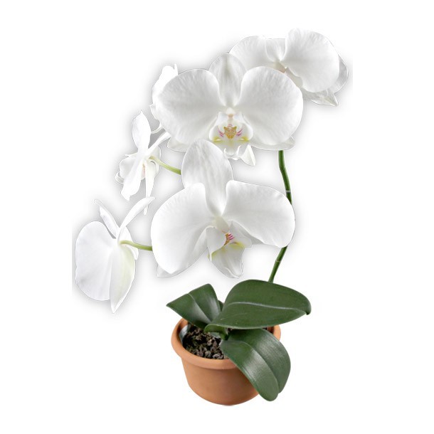 PLANTA ORQUÍDEA