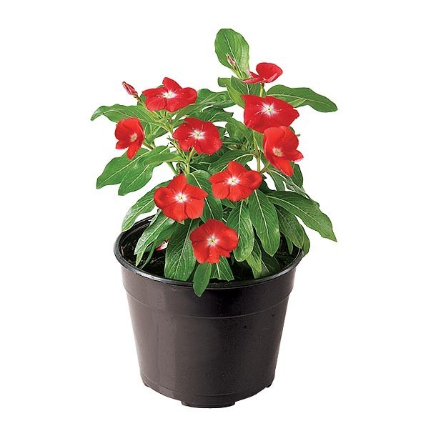 PLANTA VINCA 6"