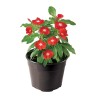 PLANTA VINCA 6"